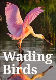 Wading Birds button