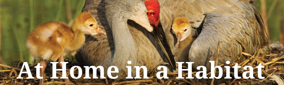 habitat banner