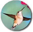 hummingbird photo