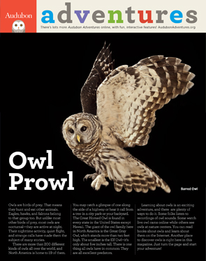 Owl cover