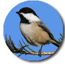 chickadee